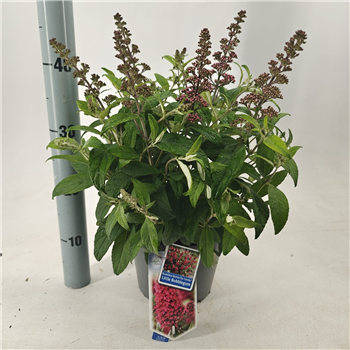 Buddleja davidii 'Butterfly Candy Little Bubblegum' F00005758