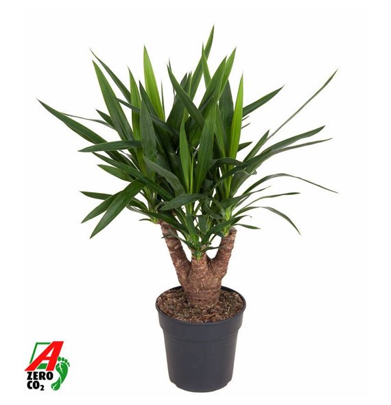 Juka branched 3 4-arm P21pp 70cm 21cm Q5116