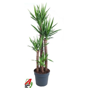 Juka 120-90-60-304 pp 160cm 34cm Q5117