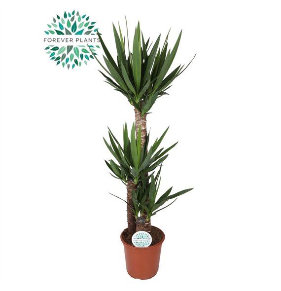 Juka p24  90+45+20 (3+ heads) 3 pp 130cm 24cm Q5122