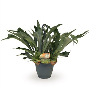 Platycerium bifurcatum hangpot1 pp 50cm 20cm Q5157