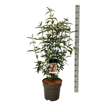 Buddleja davidii 'Ile de France' F00006999