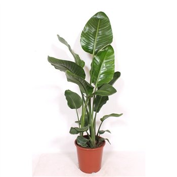 Strelicija nicolai nicolaizonder flower fl  3 pp 140cm 27cm Q5268