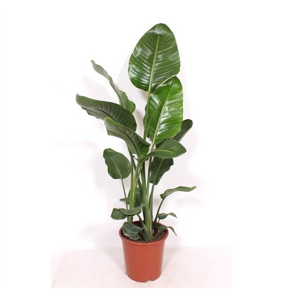 Strelicija nicolai nicolaizonder flower fl  3 pp 140cm 27cm Q5268