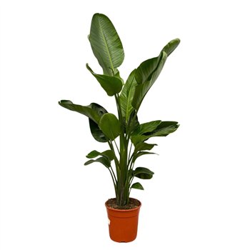 Strelicija nicolai Nicolai - 160cm 4 pp 160cm 24cm Q5269