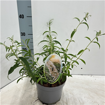 Buddleja davidii 'White Profusion' F00005781