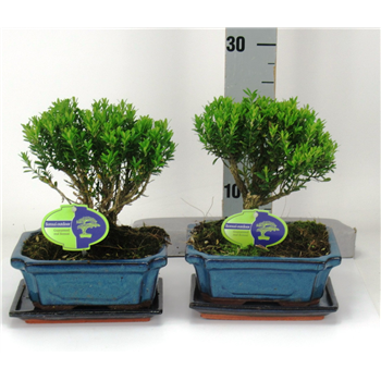 Buxus harlandii F00002146