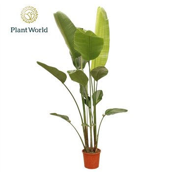 Strelicija nicolai Nicolai 6 PP (without flower) 225-250 cm 230cm 30cm Q5273