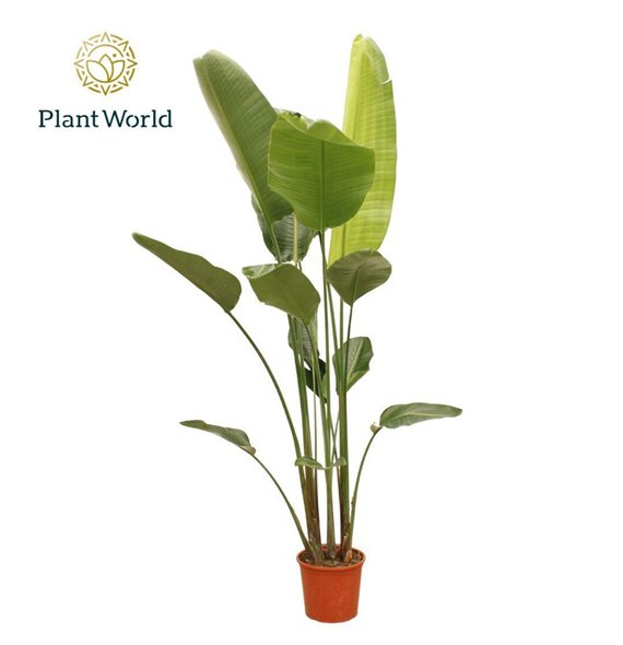 Strelicija nicolai Nicolai 6 PP (without flower) 225-250 cm 230cm 30cm Q5273