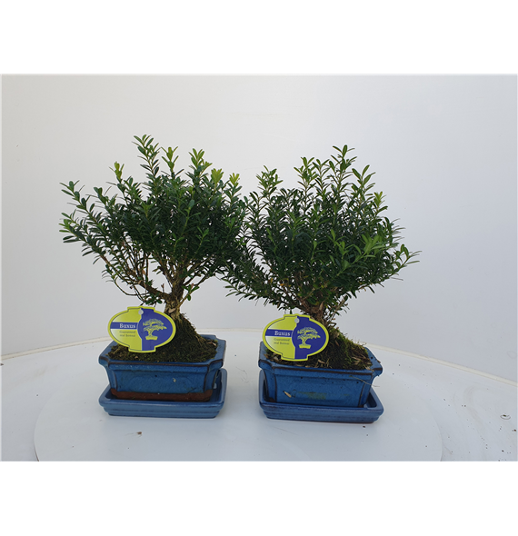 Buxus harlandii F00007602