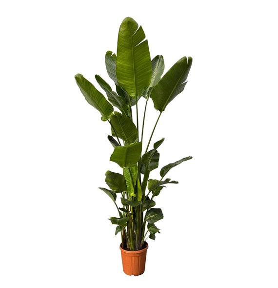 Strelicija nicolai Nicolai 6-stek - 220cm 6 pp 220cm 32cm Q5274