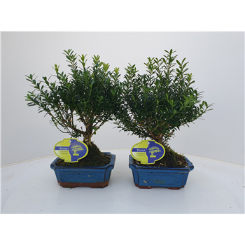 Buxus harlandii F00007601