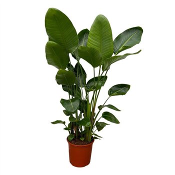 Strelicija nicolai Nicolai 6-stek - 150cm 6 pp 150cm 32cm Q5275