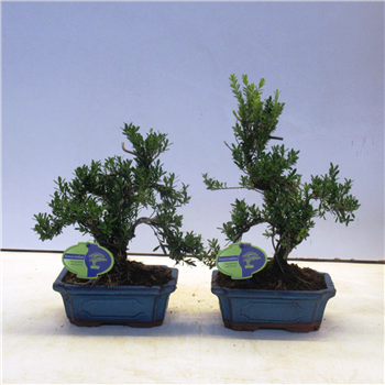 Buxus harlandii F00002147