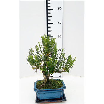 Buxus harlandii F00007603