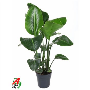 Strelicija nicolai Nicolai P24(without flower)without flower fl 110cm 24cm Q5277