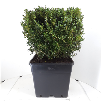 Buxus sempervirens F00007911