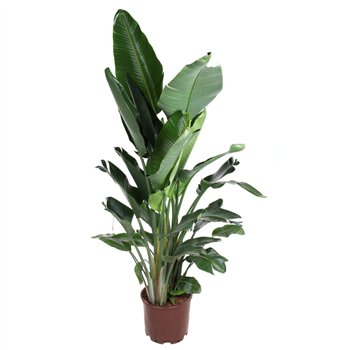 Strelicija nicolai Nicolai (without flower)5 pp without flower fl 200cm 38cm Q5283