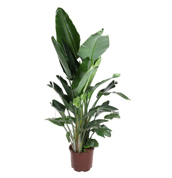 Strelicija nicolai Nicolai (without flower)5 pp without flower fl 200cm 38cm Q5283