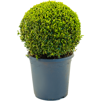Buxus sempervirens 5BUSEBU78