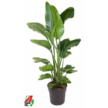 Strelicija nicolai Nicolai P31(without flower)without flower fl 140cm 31cm Q5284