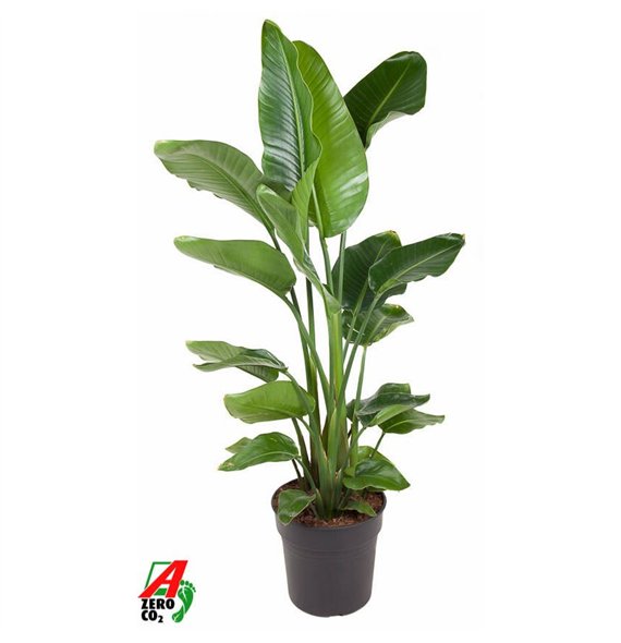 Strelicija nicolai Nicolai P31(without flower)without flower fl 140cm 31cm Q5284