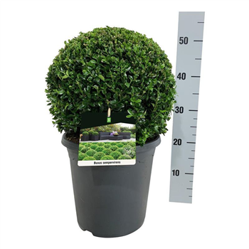 Buxus sempervirens F00005835