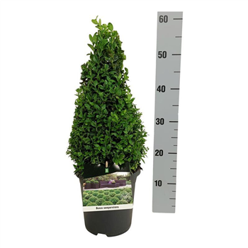 Buxus sempervirens F00005597