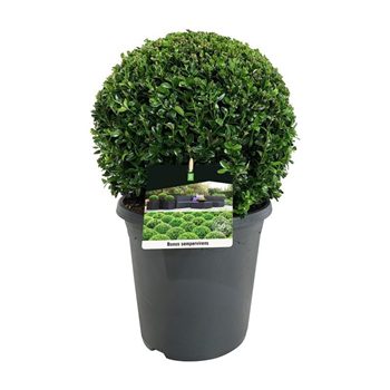 Buxus sempervirens F00005587