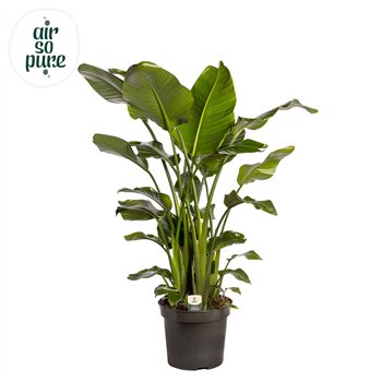 Strelicija nicolai Nicolai p35 (Air so Pure) without flower fl  5 pp 200cm 35cm Q5287