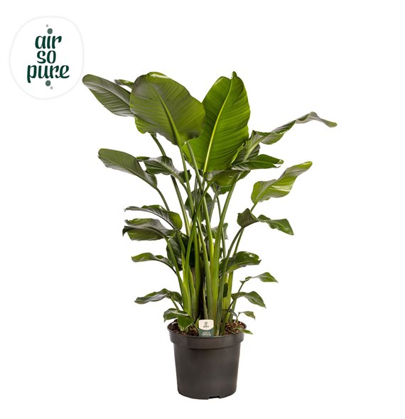 Strelicija nicolai Nicolai p35 (Air so Pure) without flower fl  5 pp 200cm 35cm Q5287