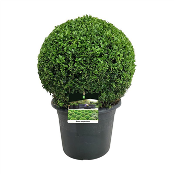 Buxus sempervirens F00005596