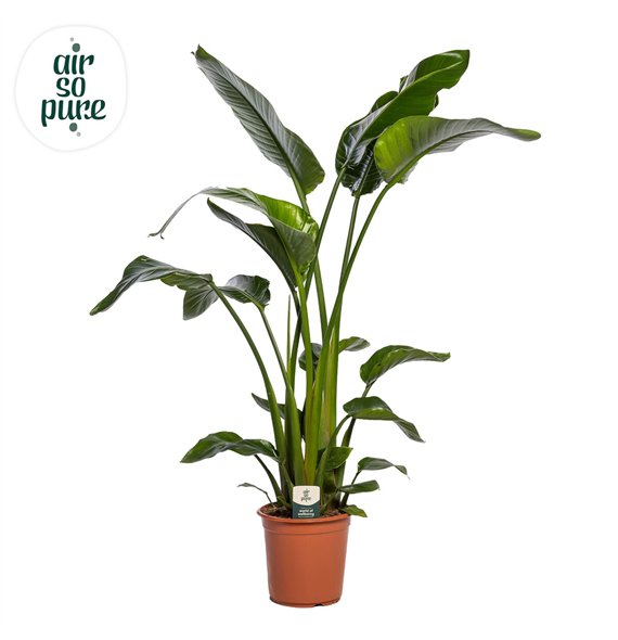 Strelicija nicolai Nicolai p24 (Air so Pure) without flower fl  3 pp 130cm 24cm Q5288