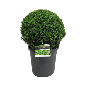 Buxus sempervirens F00005588
