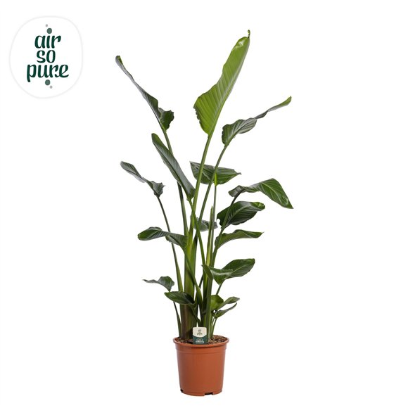 Strelicija nicolai Nicolai p27 (Air so Pure) without flower fl  3 pp 160cm 27cm Q5289
