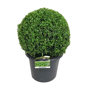 Buxus sempervirens F00005589