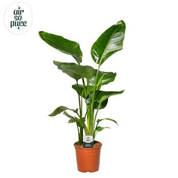 Strelicija nicolai Nicolai p21 (Air so Pure) without flower fl  3 pp 80cm 21cm Q5290