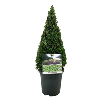 Buxus sempervirens F00005592