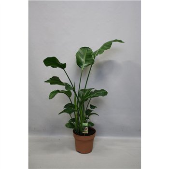 Strelicija nicolai Nicolai p27 - H160-170zonder flower fl  4 pp 140cm 27cm Q5295