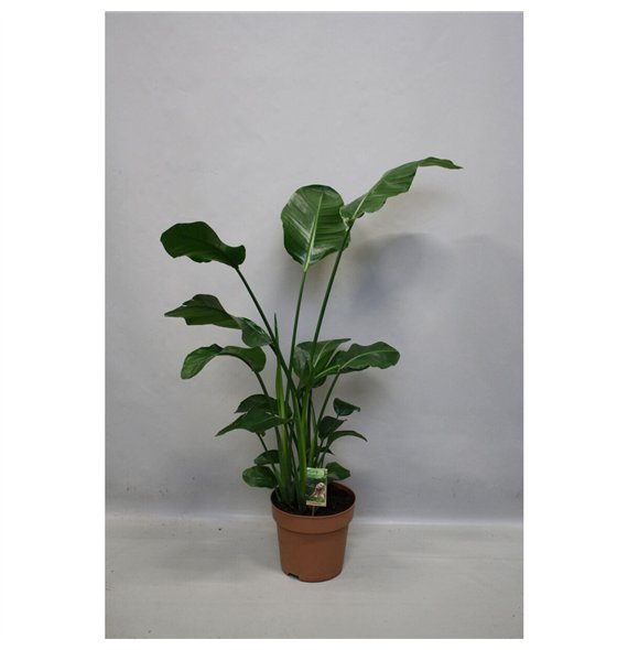 Strelicija nicolai Nicolai p27 - H160-170zonder flower fl  4 pp 140cm 27cm Q5295