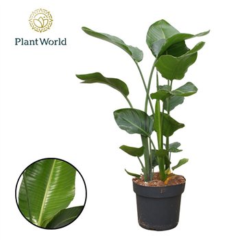 Strelicija nicolai Nicolai 3 PP (without flower) P24 120-140cm without flower fl 120cm 24cm Q5296