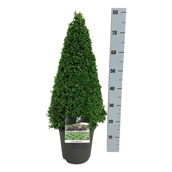 Buxus sempervirens F00005591
