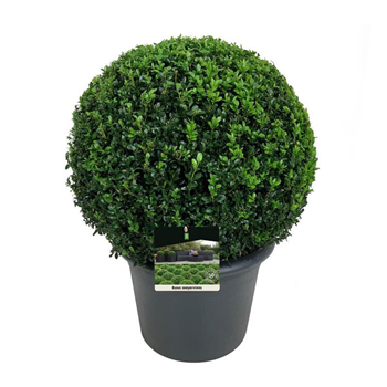 Buxus sempervirens F00005595