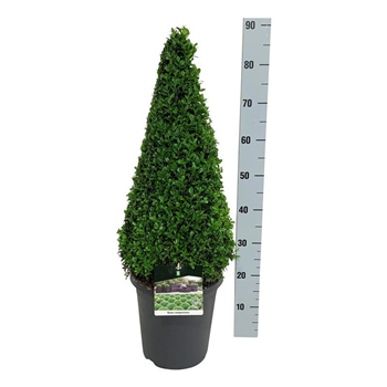 Buxus sempervirens F00005590