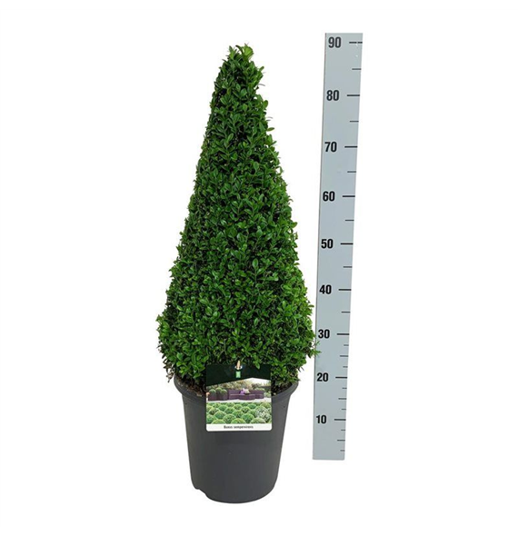 Buxus sempervirens F00005590