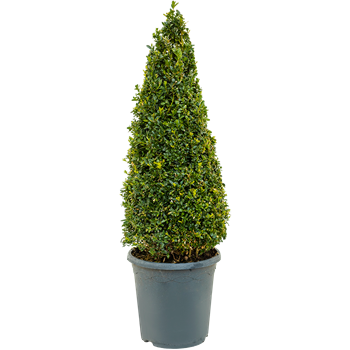 Buxus sempervirens 5BUSEPY75