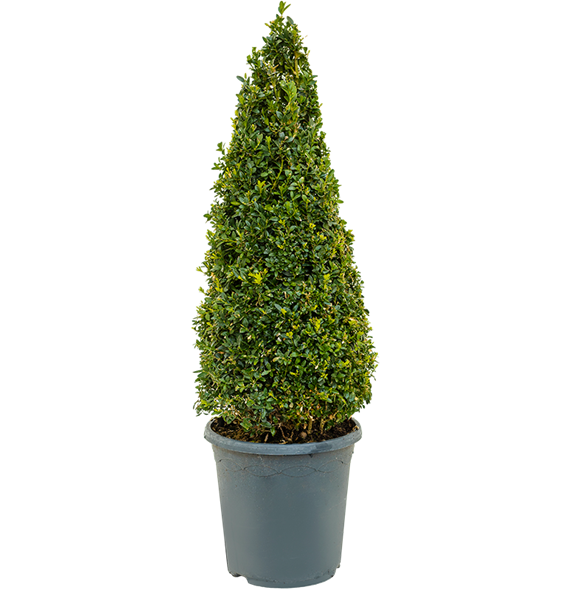 Buxus sempervirens 5BUSEPY75