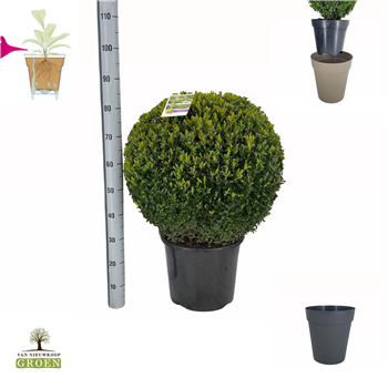Buxus sempervirens F00000722