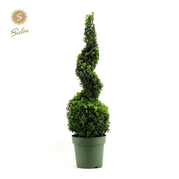 Buxus sempervirens F00004513