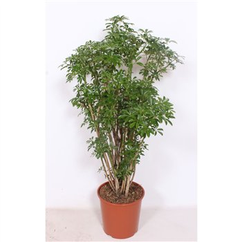 Šeflera arboricola luseana Luseana1 pp 130cm 30cm Q5360
